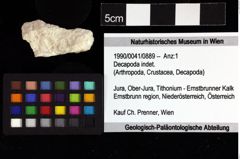 Foto (Objket + Etiketten) von Decapoda indet. 